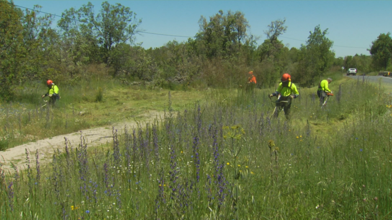 Trabajadores forestales con equipamiento de alta visibilidad realizan labores de desbroce de vegetación junto a un camino y una carretera, en tareas de prevención de incendios.