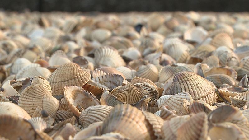 Pesimismo no marisqueo da ría de Noia ante a apertura da campaña