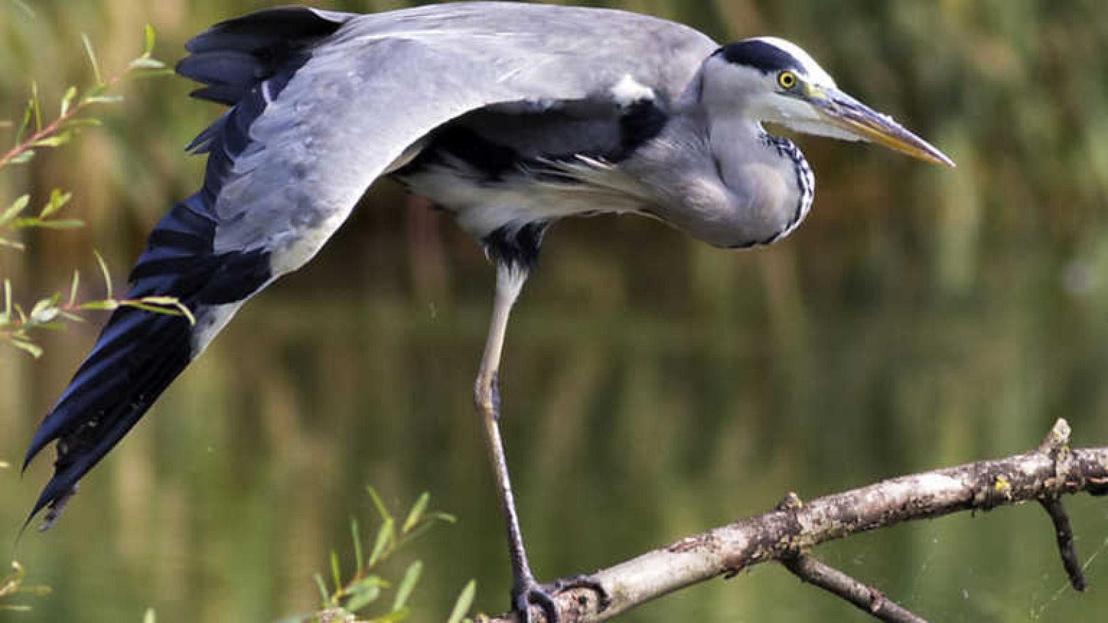 Grandes documentales - Historia de aves cazadoras: Las aves que dominaron el agua - Ver ahora