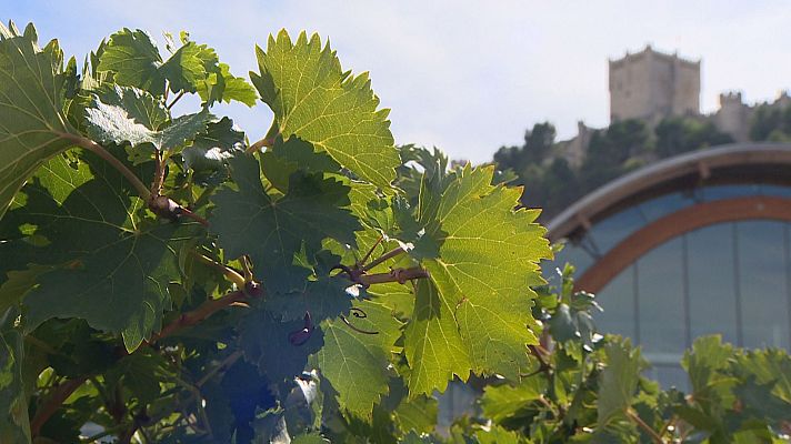 Noticias de Castilla y León - Protos, un siglo dedicados al vino en la Ribera del Duero