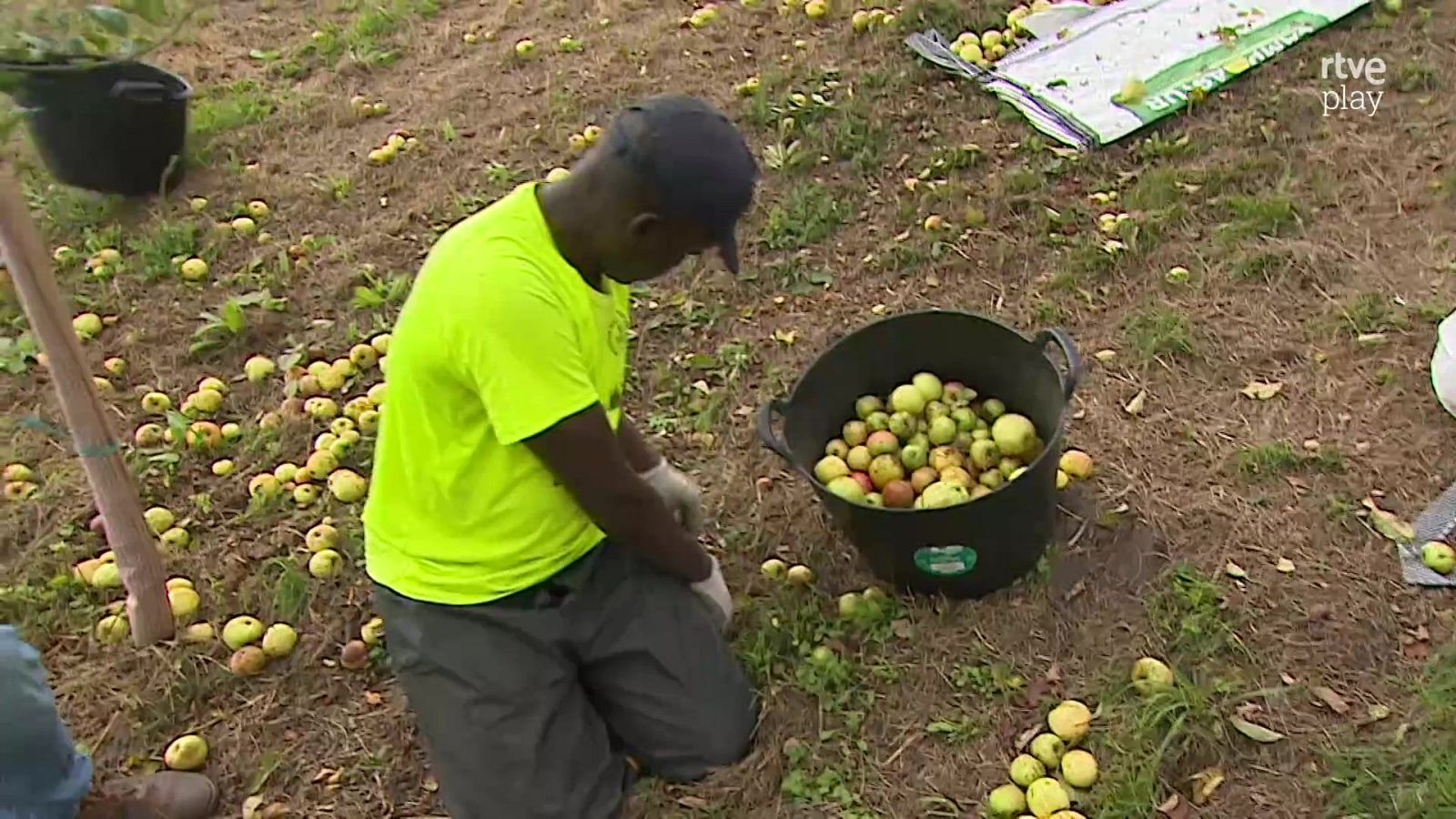 Trabajador agrícola con camiseta amarilla y gorra negra recoge manzanas de sidra del suelo en una pomarada asturiana.