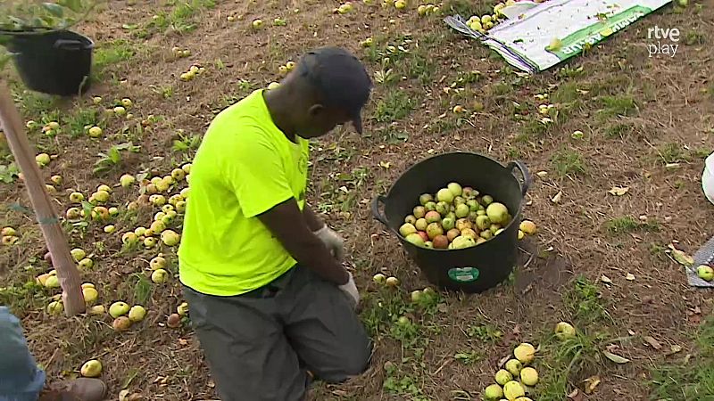 Trabajador agrícola con camiseta amarilla y gorra negra recoge manzanas de sidra del suelo en una pomarada asturiana.