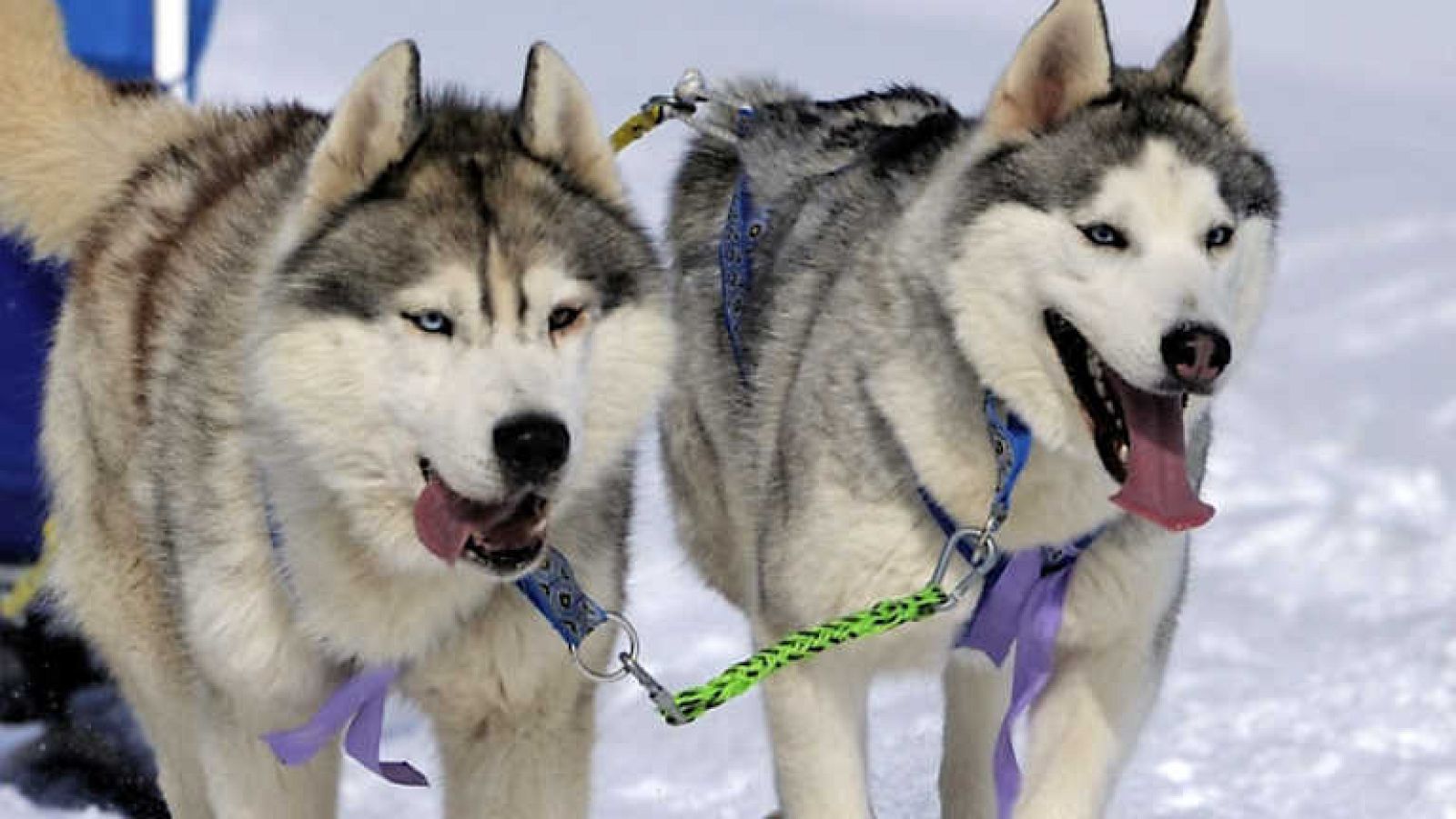 Docufilia - Mushers. La gran odisea Savoie-Mont Blanc - Ver ahora