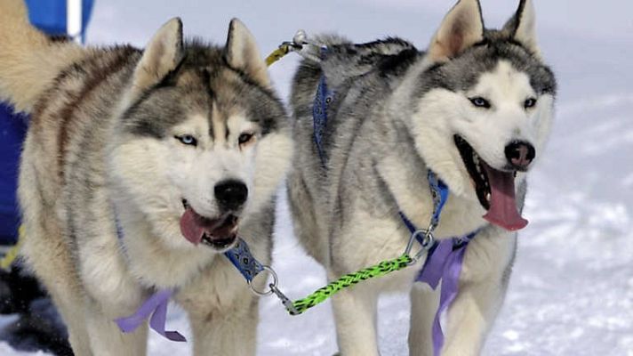 Documenta2 - Mushers. La gran odisea