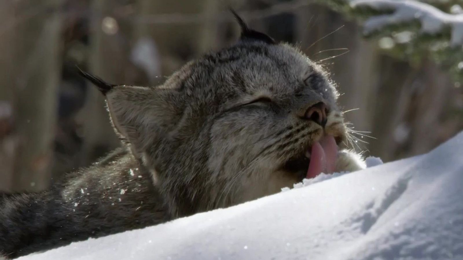 L’hivern posa a prova la fauna salvatge del Canadà: mentre alguns animals lluiten per sobreviure, d’altres troben en aquesta estació l’abundància.