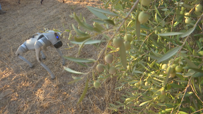 Noticias de Extremadura - 'Gossip': un chivato tecnológico del campo