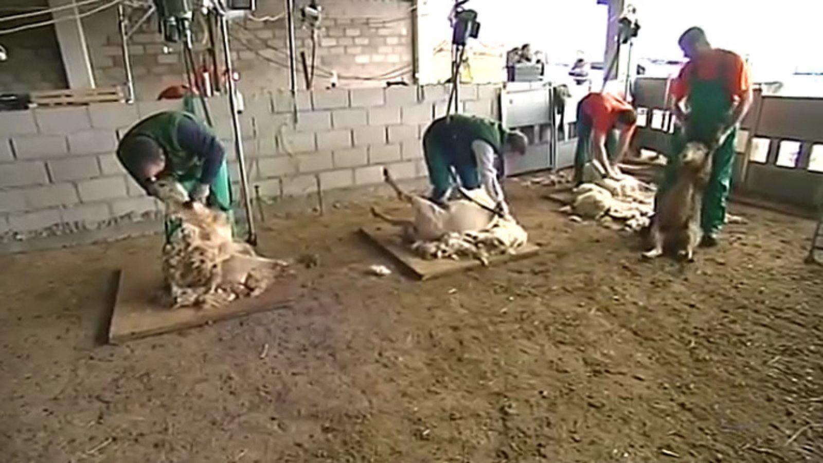 Aragón busca esquiladores | Ver