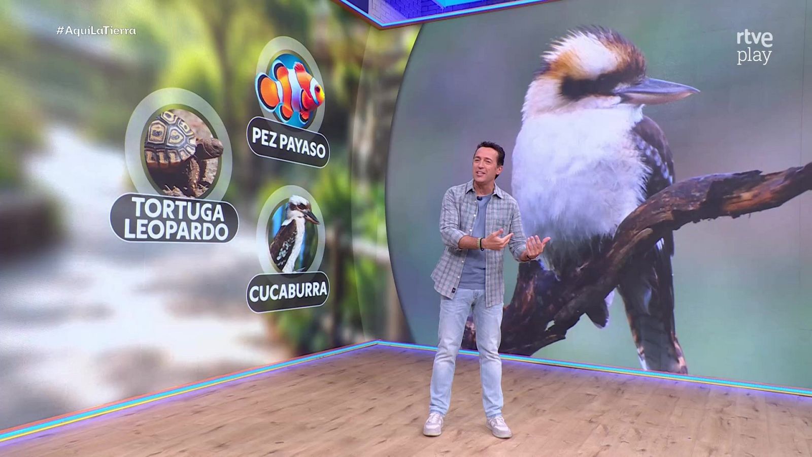 Jacob Petrus presenta en el plató frente a un videowall con imágenes de animales como la tortuga leopardo, el pez payaso y un cucaburra.