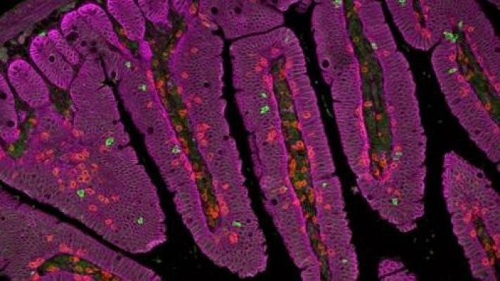 Noticias Murcia - La placenta se convierte en biofactoría contra heridas