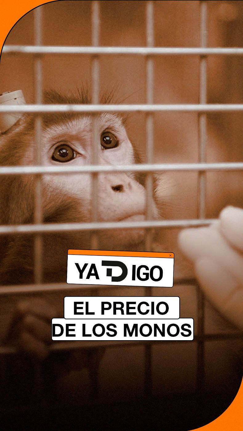 Primer plano de un macaco con un implante craneal tras los barrotes de una jaula, acompañado de un rótulo que dice EL PRECIO DE LOS MONOS sobre un fondo de tonos sepia.