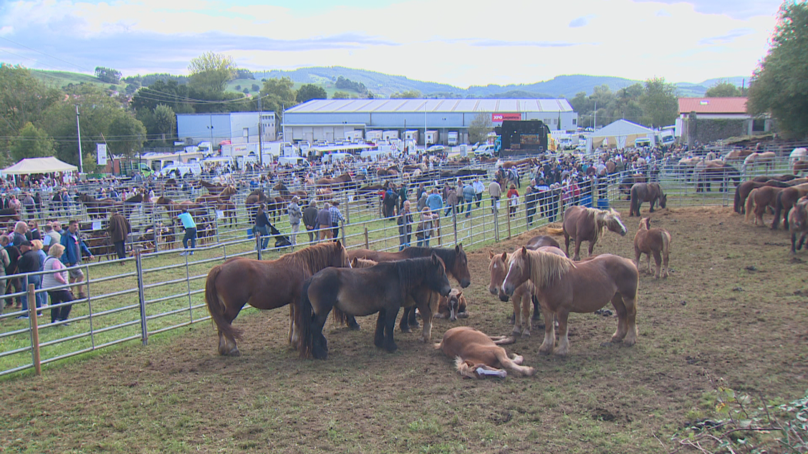 Feria ganadera al aire libre con múltiples corrales metálicos llenos de caballos y visitantes recorriendo el recinto.