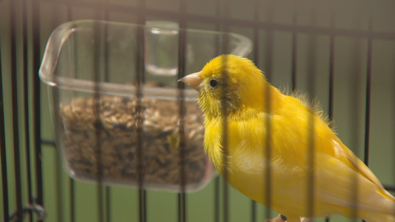 Canario de plumaje amarillo brillante dentro de una jaula, visto tras los barrotes junto a un comedero transparente con alpiste y fondo verde difuminado.