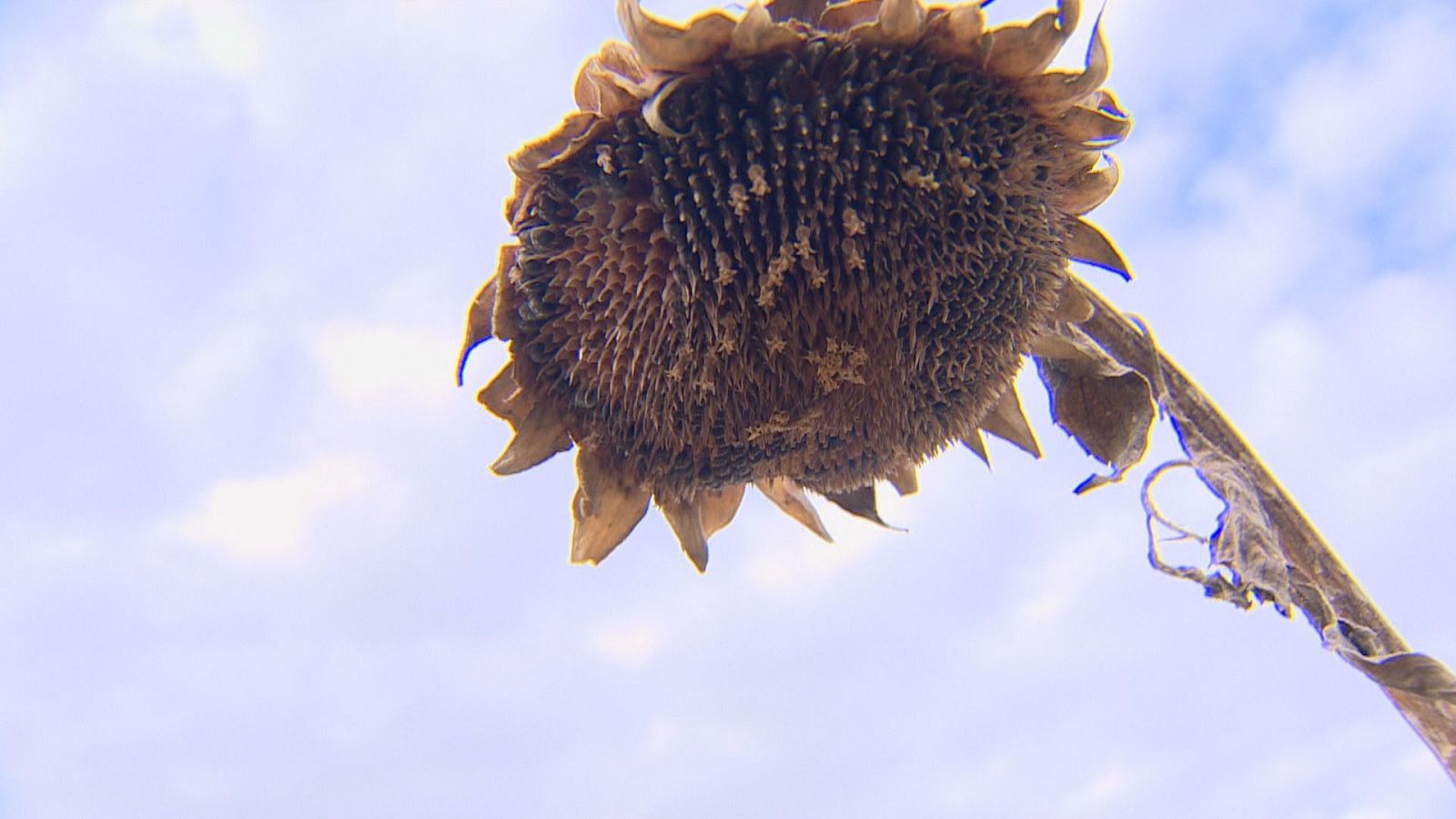 Plano contrapicado de un girasol seco y marchito con semillas marrones y pétalos arrugados bajo un cielo nublado.