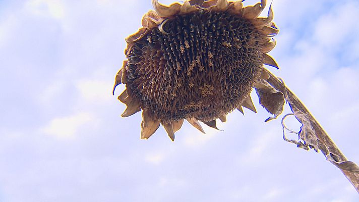 Noticias de Castilla y León - La campaña del girasol no cubre las altas expectativas