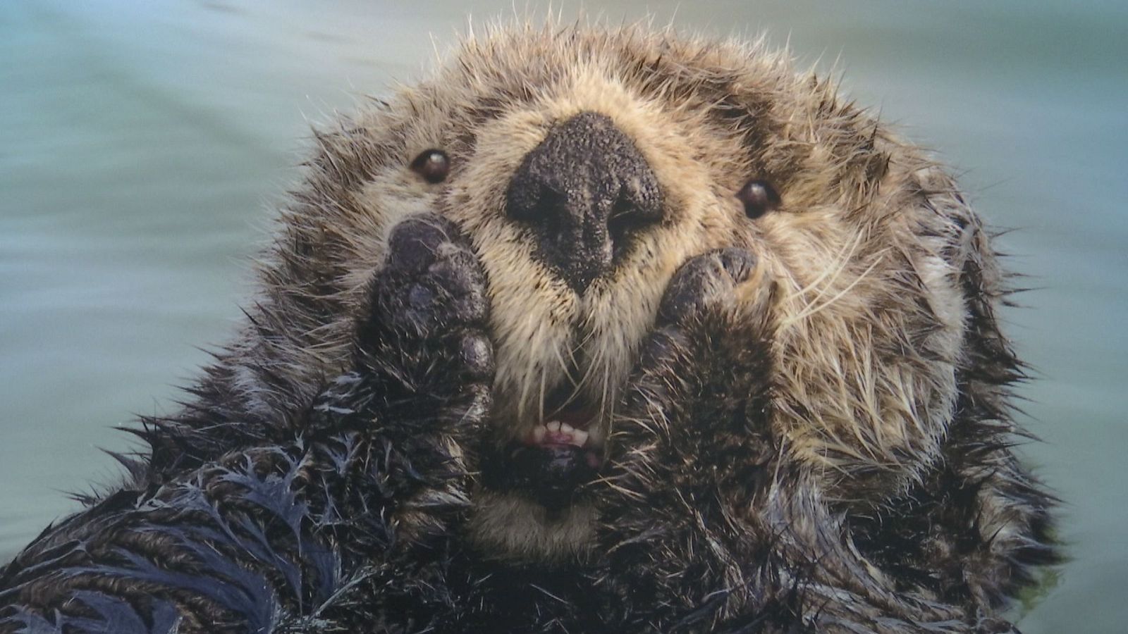 As fotografías do premio internacional Comedy Wildlife, en Lugo