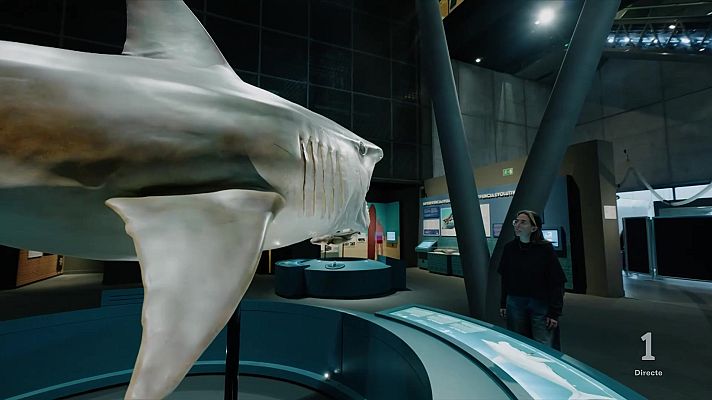 L'Informatiu - ‘Taurons. Els guardians de l’oceà’, la nova exposició immersiva del CosmoCaixa