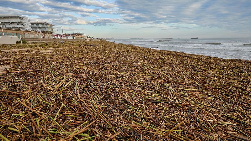 Playa de la Comunidad Valenciana cubierta de cañas y restos vegetales tras un temporal, con el paseo marítimo y edificios al fondo.