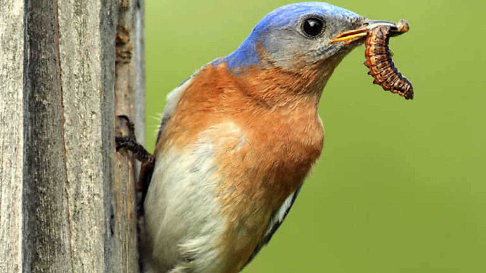 Grandes documentales - Historias de aves cazadoras: A vista de pájaro - Ver ahora