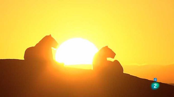 Grandes documentales - La reina leona