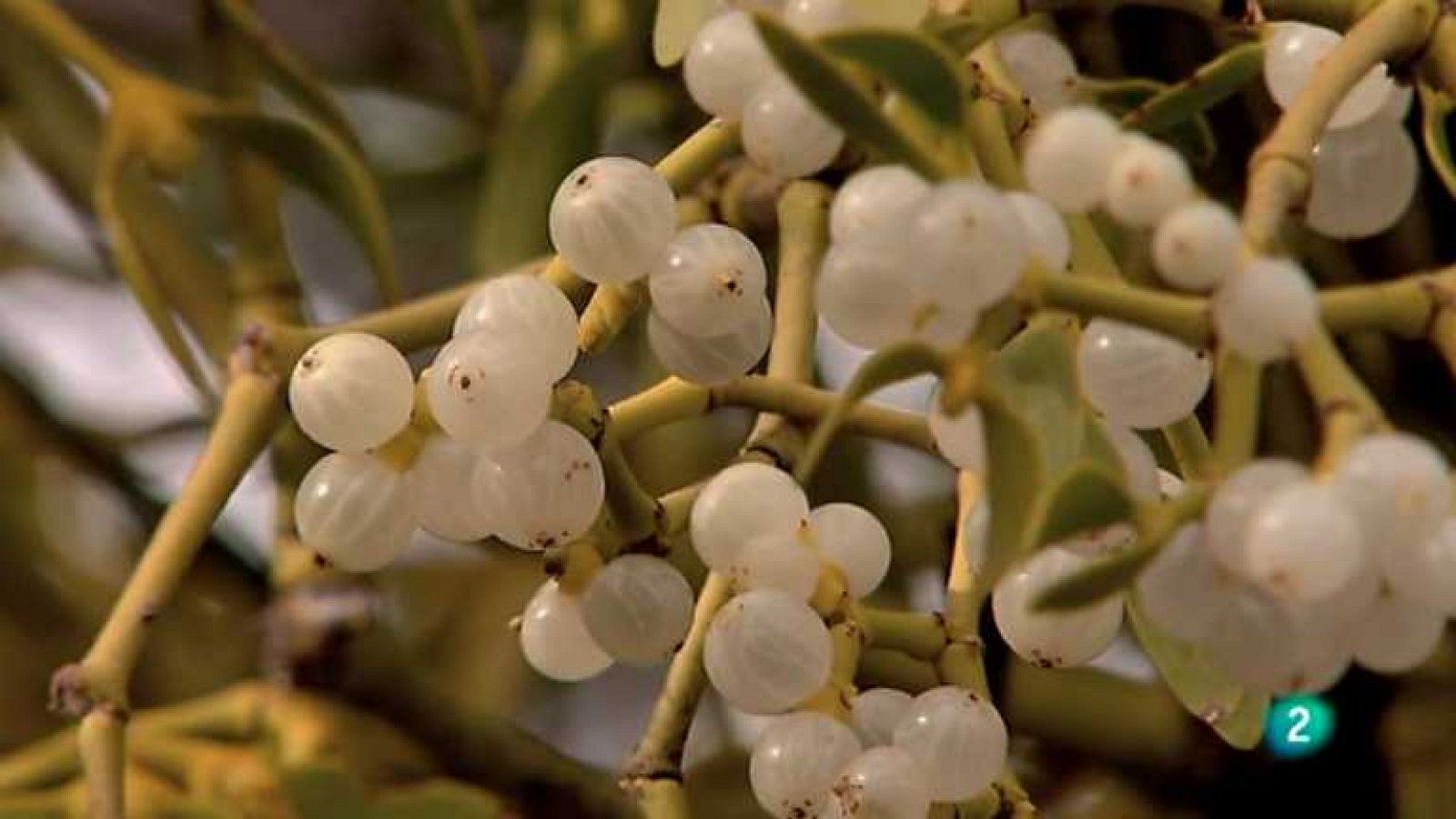 Biodiario - 20/03/13 - Ver ahora