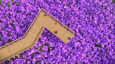 El equipo construye un sendero de superfloración