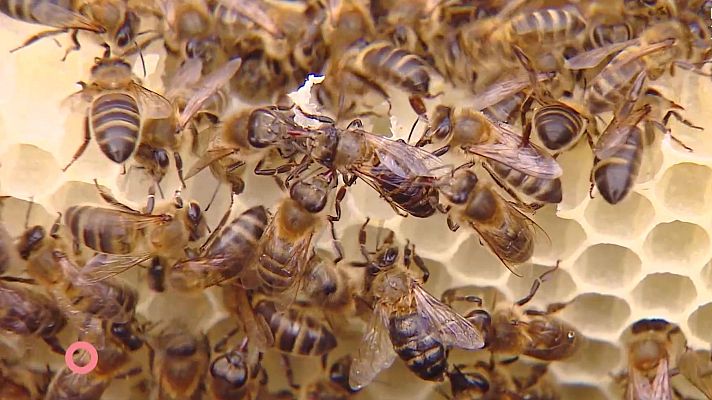 Agrosfera - Agrosfera - 24/10/26