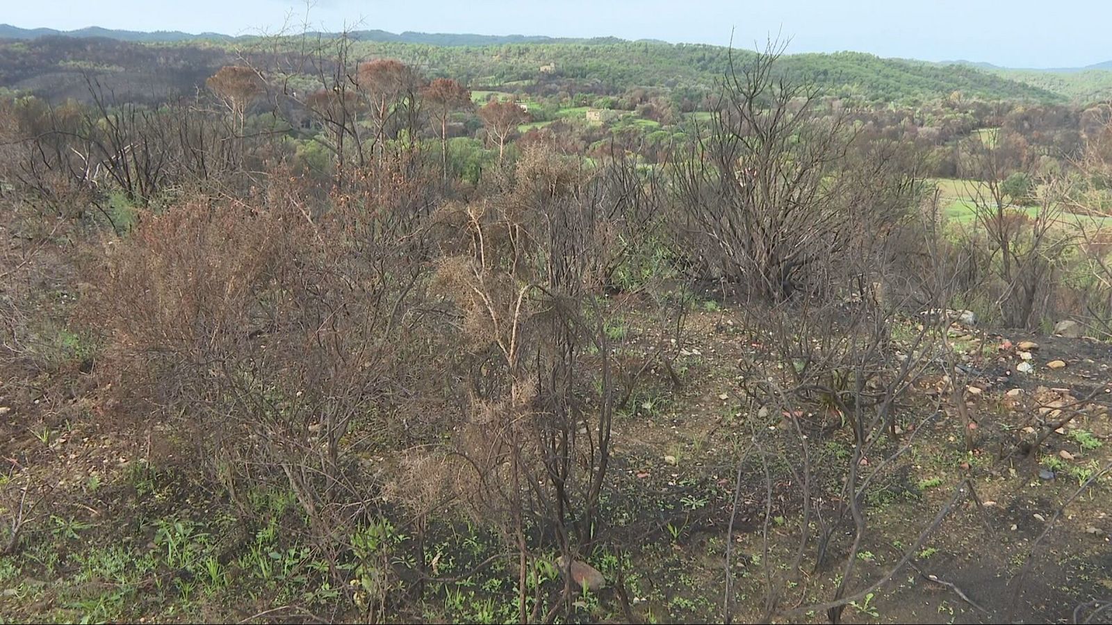 Paisaje natural montañoso tras un incendio, con matorrales calcinados, ceniza y nuevos brotes verdes, además de colinas con bosques y construcciones lejanas bajo cielo nublado.