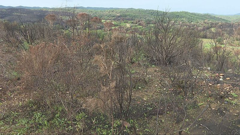 Paisaje natural montañoso tras un incendio, con matorrales calcinados, ceniza y nuevos brotes verdes, además de colinas con bosques y construcciones lejanas bajo cielo nublado.