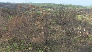 Brots verds al paisatge cremat de les Gavarres