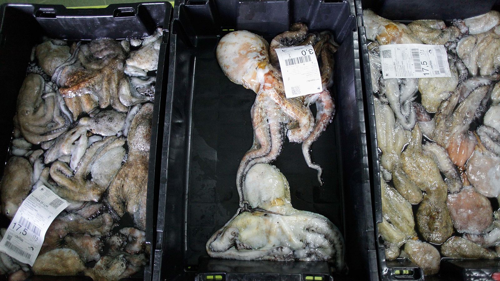 El pulpo abandona las aguas gallegas debido a la alta temperatura del mar