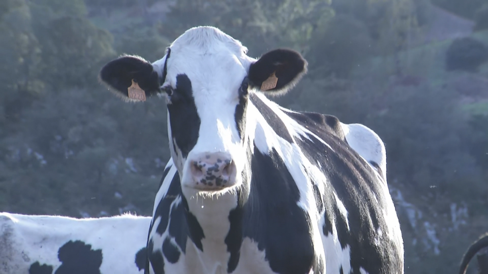 El virus de Shamonda se transmite a las vacas por la picadura de un insecto