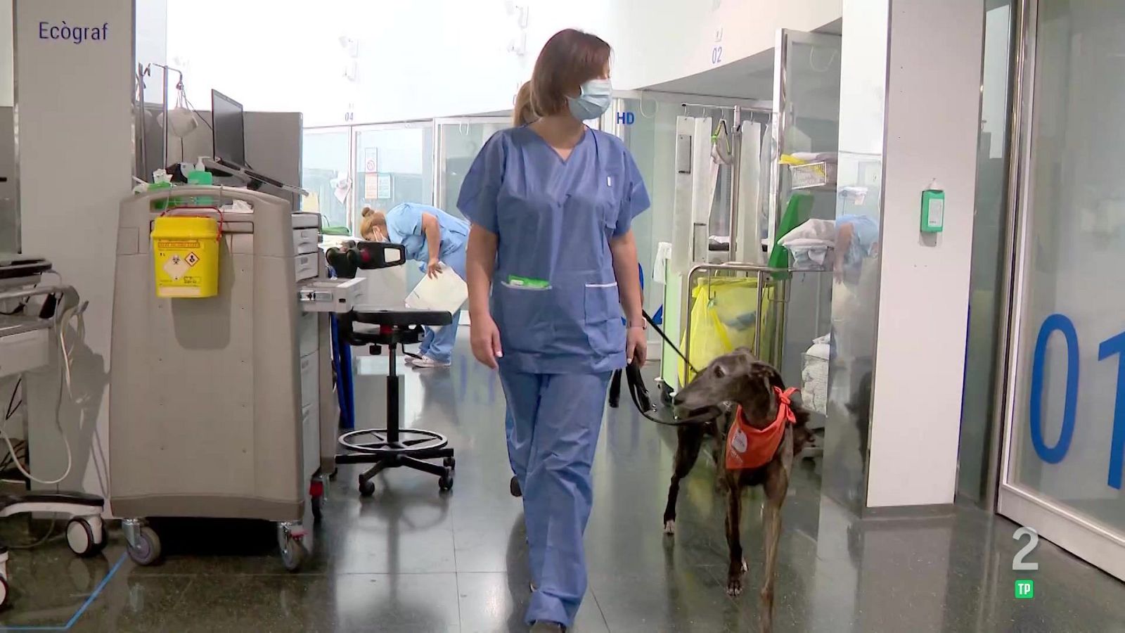 Terapia con animales en la UCI
