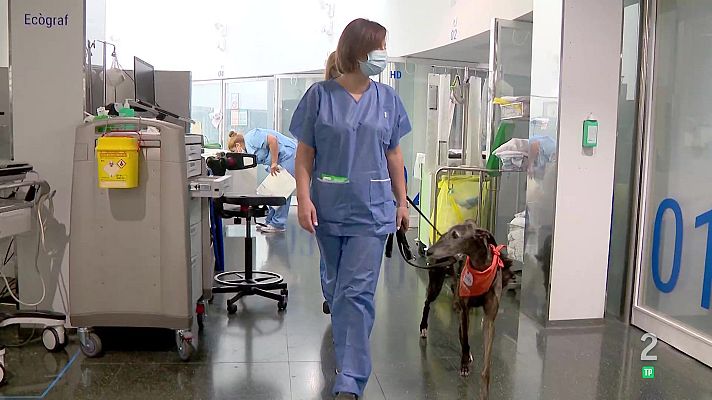 La aventura del Saber - Terapia con animales en la UCI