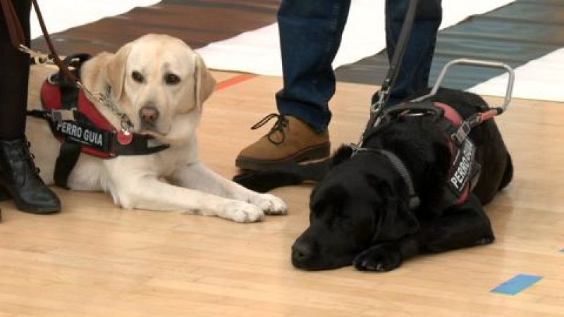 Los cachorros comienzan a ser adiestrados con 13 meses