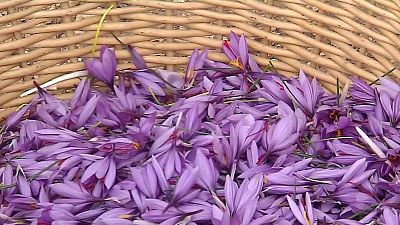El primer Azafrán cultivado en Guadalajara con Denominación de Origen es una realidad