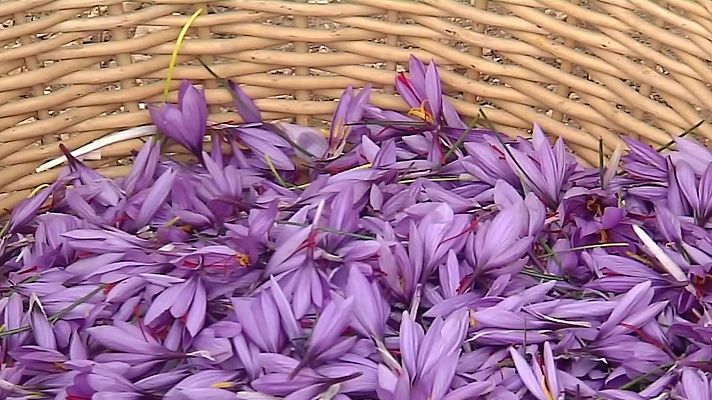 Noticias de Castilla-La Mancha - El primer Azafrán cultivado en Guadalajara con Denominación de Origen es una realidad