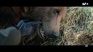 'Matar un oso' converteix el cas Cachou en un thriller pirinenc