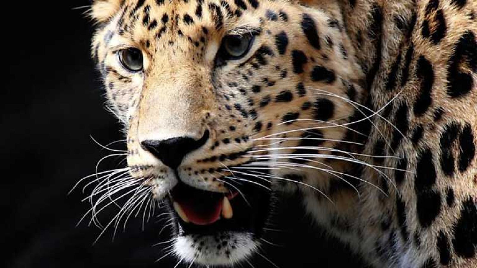 Grandes documentales - El león y el leopardo: Una peculiar amistad - Ver ahora
