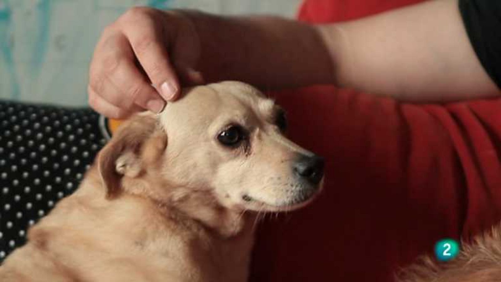 Biodiario - 24/03/13 - ver ahora