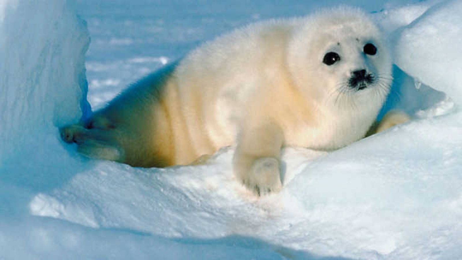 Docufilia - Hielo Fino Saattuq  - Ver ahora