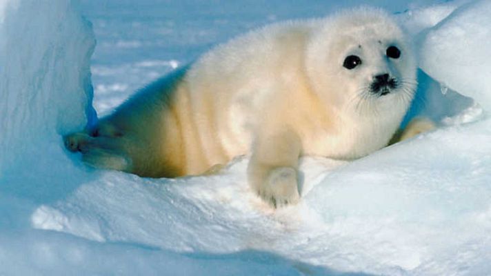 Documenta2 - Hielo Fino Saattuq