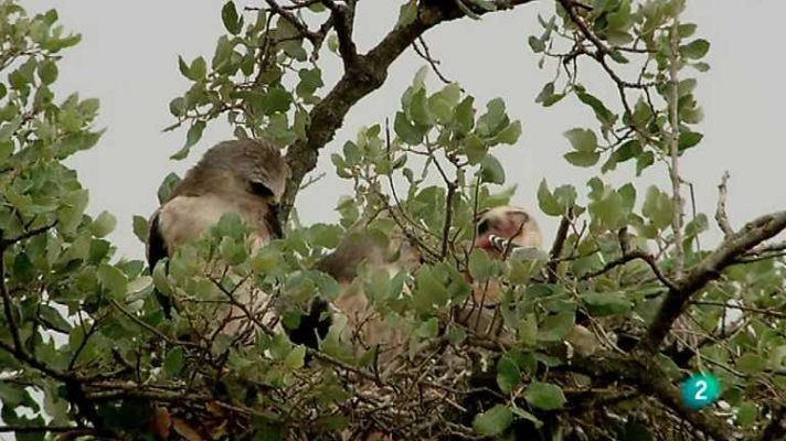 Biodiario - Biodiario - 25/03/13