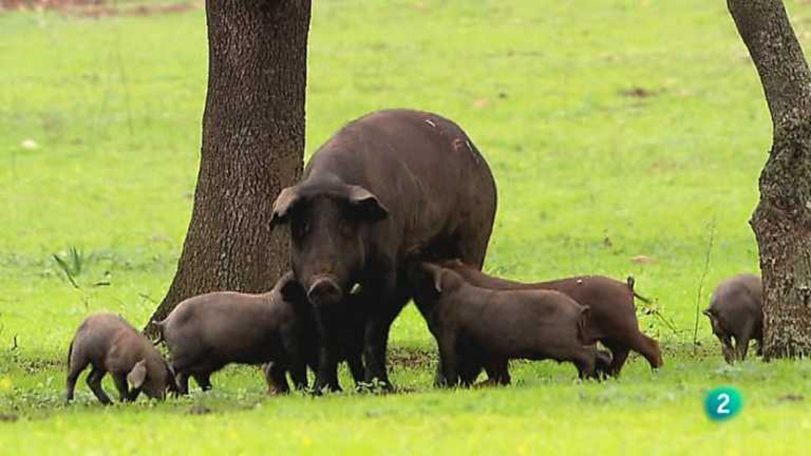 Biodiario - 26/03/13 - ver ahora
