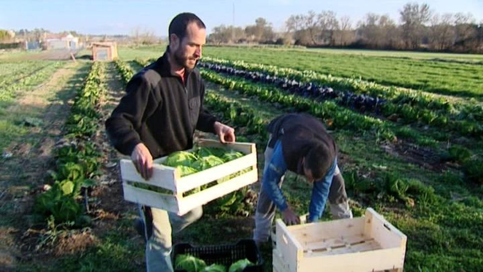 El escarabajo verde - Nuevas raíces - avance