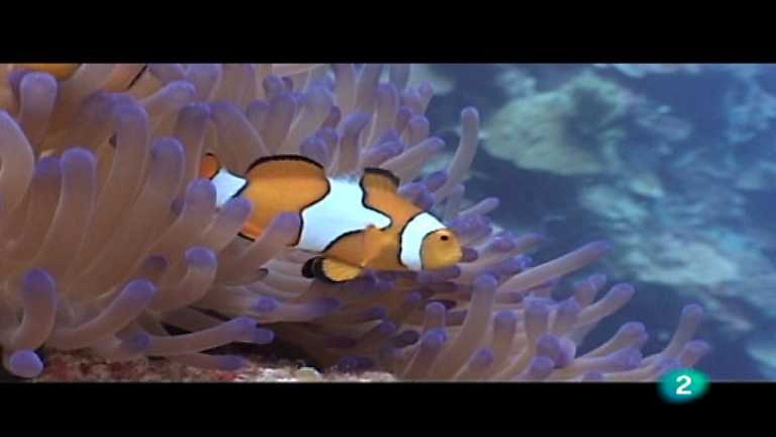 Bubbles - Milne - Ver ahora