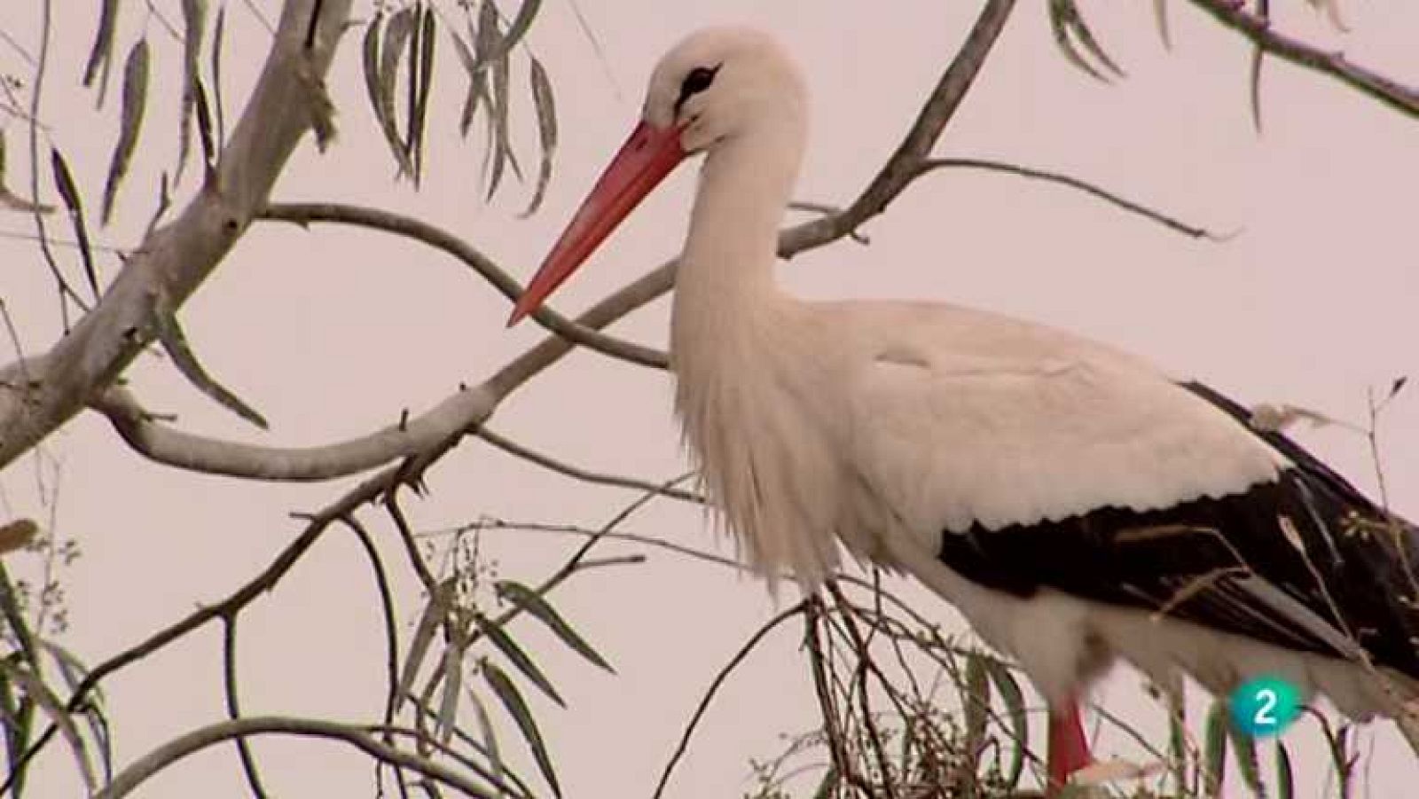 Biodiario - 02/04/13 - ver ahora