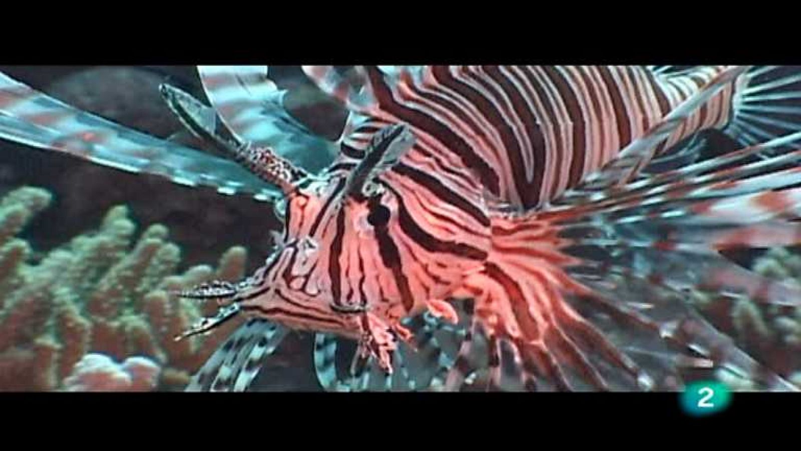 Bubbles - Layang Layang - ver ahora