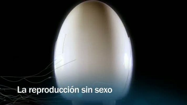 Redes - Redes - La reproducción sin sexo - avance