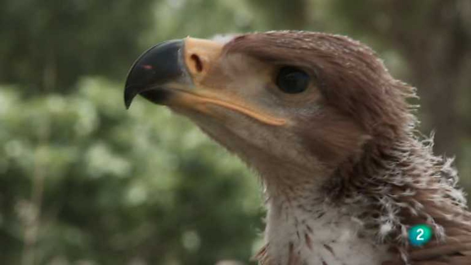 Biodiario - 04/04/13 - ver ahora