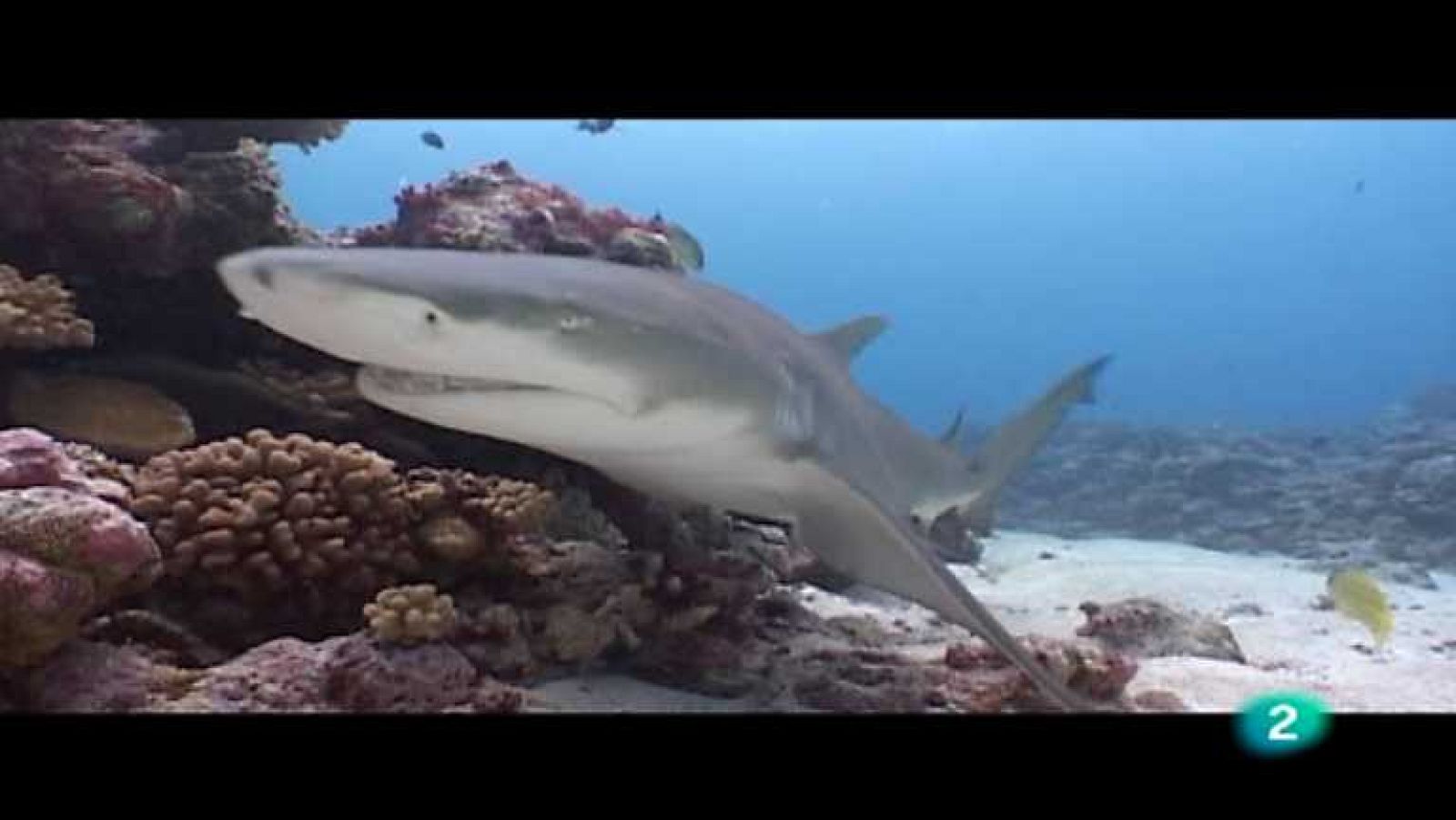 Bubbles - Polinesia francesa - ver ahora